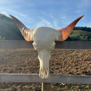 Crânio De Búfalo Real Para Decoração