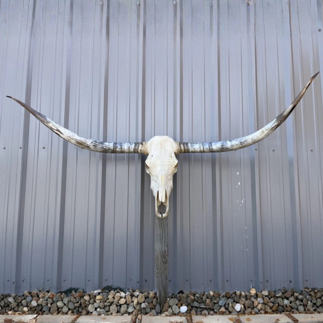 Crânio Longhorn 1,90m