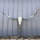 Crânio Bovino Real Longhorn - 1,90 metros