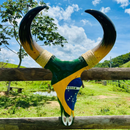 Crânio Bovino Real Para Decoração - Brasil