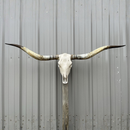 Crânio Bovino Real Longhorn - 1,65 metros