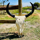 Crânio Bovino Real Para Decoração