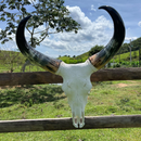 Crânio Bovino Real Para Decoração