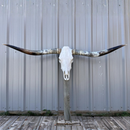 Crânio Bovino Real Longhorn - 1,70 Metros