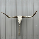 Crânio Bovino Real Longhorn - 1,25 metros