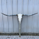 Crânio Bovino Real Longhorn - 1,60 metros
