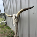 Crânio Bovino Real Longhorn - 1,65 metros