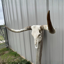 Crânio Bovino Real Longhorn - 1,25 metros