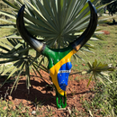Crânio Bovino Real Para Decoração - Brasil