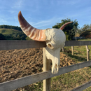 Crânio De Búfalo Real Para Decoração