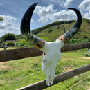 Crânio Bovino Real Para Decoração