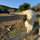 Crânio Bovino Real Para Decoração