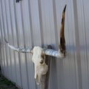Crânio Bovino Real Longhorn - 1,90 metros