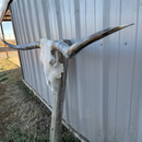 Crânio Bovino Real Longhorn - 1,60 metros