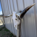 Crânio Bovino Real Longhorn - 1,70 Metros