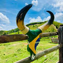 Crânio Bovino Real Para Decoração - Brasil