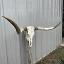 Crânio Bovino Real Longhorn - 1,25 metros