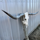 Crânio Bovino Real Longhorn - 1,60 metros