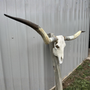 Crânio Bovino Real Longhorn - 1,65 metros