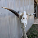 Crânio Bovino Real Longhorn - 1,70 Metros