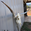 Crânio Bovino Real Longhorn - 1,90 metros